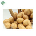 100% Export Oriented high quality Fresh Potato